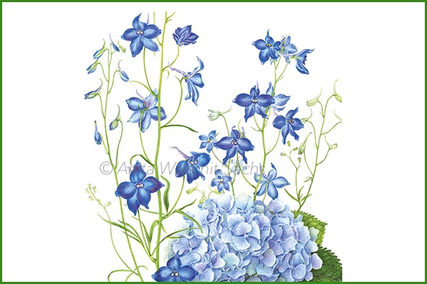 Delphinium