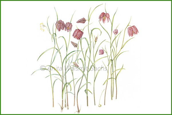 Fritillaria meleagris 