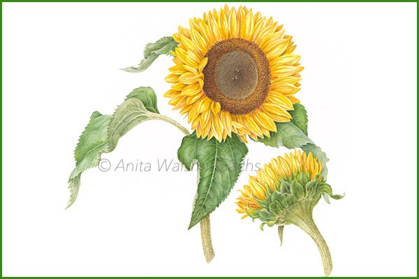 Helianthus annuum