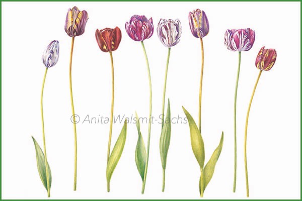 Historical tulips