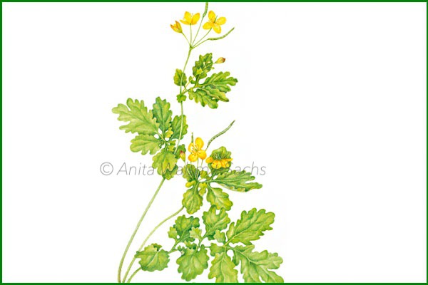 Chelidonium majus