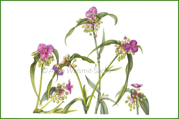 Tradescantia virginata