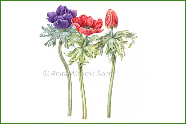 Anemone coronata