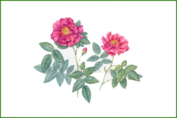 Rosa gallica ’Officinalis’