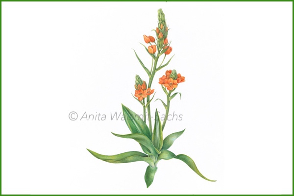 Ornithogalum dubium